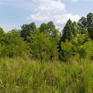 Photo #10 of Joyce Woodworks, Sandy Ridge, NC 18.9 acres