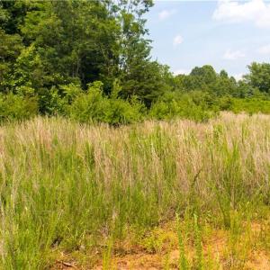 Photo #8 of Joyce Woodworks, Sandy Ridge, NC 18.9 acres