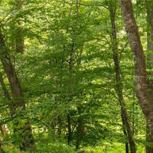 Photo #27 of Joyce Woodworks, Sandy Ridge, NC 23.1 acres