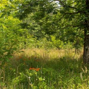 Photo #6 of Joyce Woodworks, Sandy Ridge, NC 23.1 acres