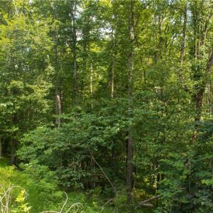 Photo #17 of Joyce Woodworks, Sandy Ridge, NC 23.1 acres