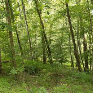Photo #26 of Joyce Woodworks, Sandy Ridge, NC 23.1 acres