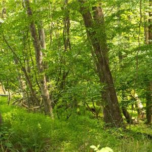 Photo #22 of Joyce Woodworks, Sandy Ridge, NC 23.1 acres