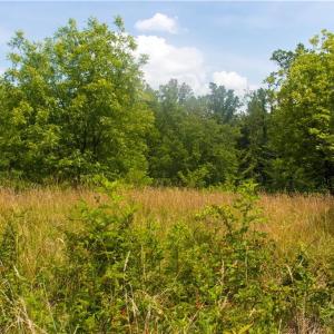 Photo #3 of Joyce Woodworks, Sandy Ridge, NC 23.1 acres