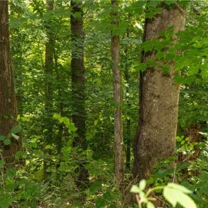 Photo #28 of Joyce Woodworks, Sandy Ridge, NC 23.1 acres
