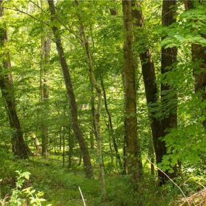Photo #20 of Joyce Woodworks, Sandy Ridge, NC 23.1 acres