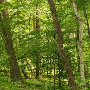 Photo #24 of Joyce Woodworks, Sandy Ridge, NC 23.1 acres