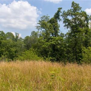 Photo #10 of Joyce Woodworks, Sandy Ridge, NC 23.1 acres
