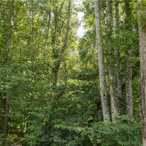 Photo #14 of Joyce Woodworks, Sandy Ridge, NC 23.1 acres