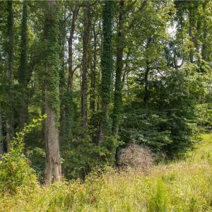 Photo #18 of Joyce Woodworks, Sandy Ridge, NC 23.1 acres