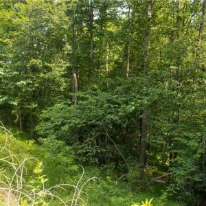 Photo #15 of Joyce Woodworks, Sandy Ridge, NC 23.1 acres