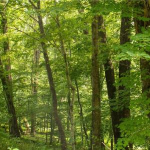 Photo #19 of Joyce Woodworks, Sandy Ridge, NC 23.1 acres