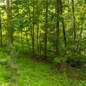 Photo #29 of Joyce Woodworks, Sandy Ridge, NC 23.1 acres