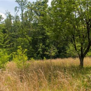Photo #8 of Joyce Woodworks, Sandy Ridge, NC 23.1 acres