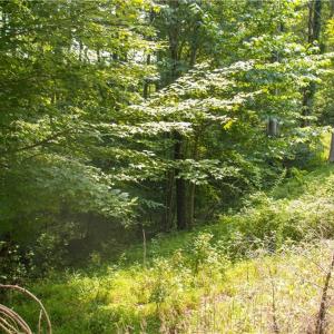 Photo #25 of Joyce Woodworks, Sandy Ridge, NC 23.1 acres