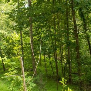 Photo #21 of Joyce Woodworks, Sandy Ridge, NC 23.1 acres