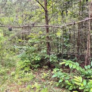 Photo #22 of 3.9Ac Pell, Westfield, NC 4.0 acres