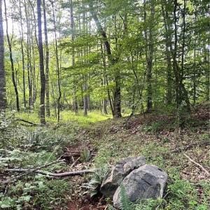 Photo #30 of 3.9Ac Pell, Westfield, NC 4.0 acres