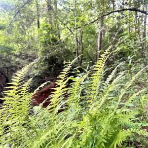 Photo #34 of 3.9Ac Pell, Westfield, NC 4.0 acres