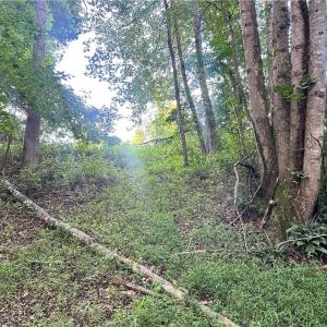 Photo #33 of 3.9Ac Pell, Westfield, NC 4.0 acres