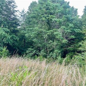 Photo #14 of 3.9Ac Pell, Westfield, NC 4.0 acres