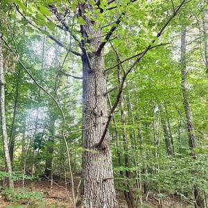 Photo #18 of 3.9Ac Pell, Westfield, NC 4.0 acres