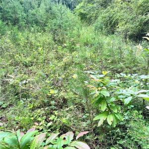 Photo #19 of 3.9Ac Pell, Westfield, NC 4.0 acres