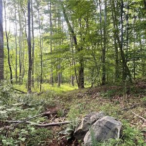 Photo #31 of 3.9Ac Pell, Westfield, NC 4.0 acres