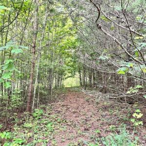 Photo #21 of 3.9Ac Pell, Westfield, NC 4.0 acres