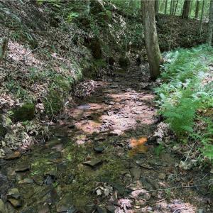 Photo #23 of 268 Town Creek, Eden, NC 80.0 acres