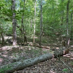 Photo #27 of 268 Town Creek, Eden, NC 80.0 acres