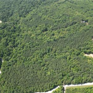 Photo #46 of 268 Town Creek, Eden, NC 80.0 acres