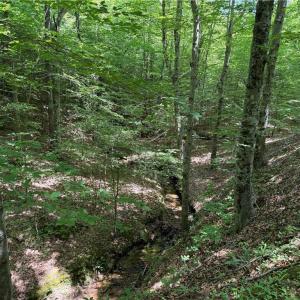 Photo #26 of 268 Town Creek, Eden, NC 80.0 acres
