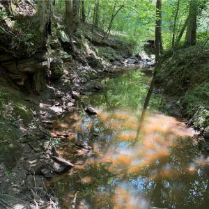 Photo #36 of 268 Town Creek, Eden, NC 80.0 acres