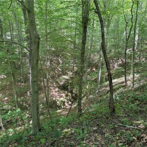 Photo #32 of 268 Town Creek, Eden, NC 80.0 acres