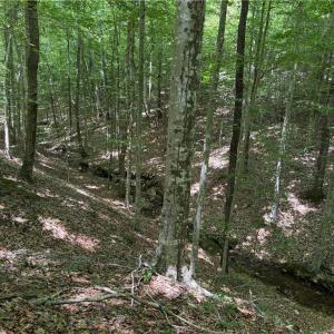 Photo #28 of 268 Town Creek, Eden, NC 80.0 acres