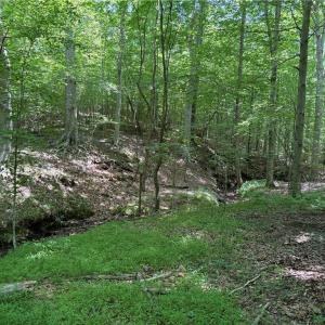 Photo #20 of 268 Town Creek, Eden, NC 80.0 acres