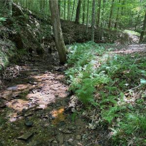 Photo #24 of 268 Town Creek, Eden, NC 80.0 acres