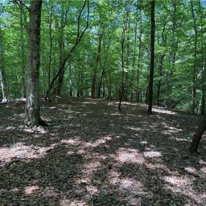 Photo #19 of 268 Town Creek, Eden, NC 80.0 acres