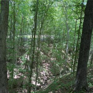 Photo #31 of 268 Town Creek, Eden, NC 80.0 acres