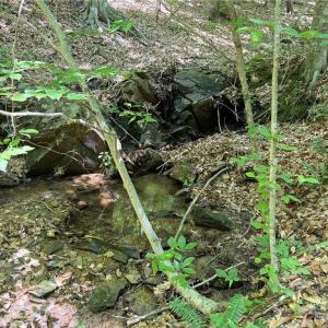 Photo #25 of 268 Town Creek, Eden, NC 80.0 acres