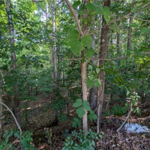 Photo #3 of 210 Birchwood, Mocksville, NC 0.5 acres