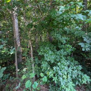 Photo #4 of 210 Birchwood, Mocksville, NC 0.5 acres