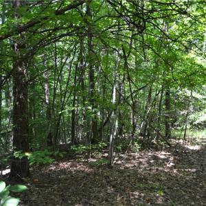 Photo #17 of 1075 Cook Ridge, Germanton, NC 43.2 acres