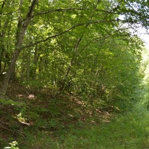 Photo #12 of 1075 Cook Ridge, Germanton, NC 43.2 acres