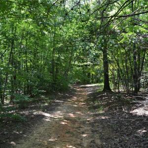 Photo #20 of 1075 Cook Ridge, Germanton, NC 43.2 acres