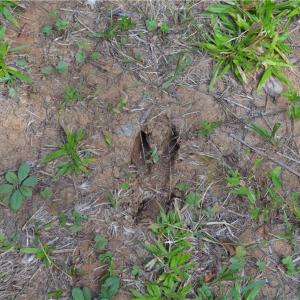 Photo #24 of 1075 Cook Ridge, Germanton, NC 43.2 acres