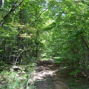 Photo #18 of 1075 Cook Ridge, Germanton, NC 43.2 acres