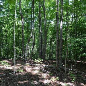 Photo #15 of 1075 Cook Ridge, Germanton, NC 43.2 acres