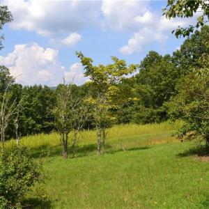 Photo #11 of 1075 Cook Ridge, Germanton, NC 43.2 acres